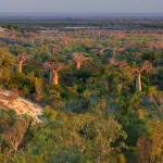 Baobabs Between Land & Sea