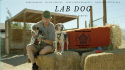 Lab Dog